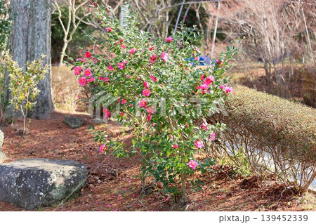 可愛い サザンカの花 可愛い サザンカの花 139452339