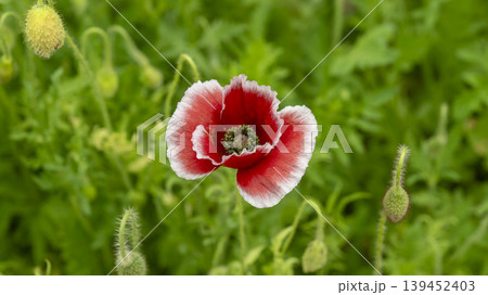 poppy poppy 139452403