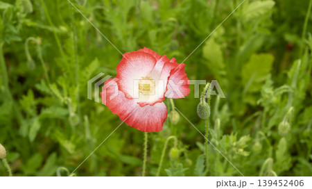 poppy poppy 139452406