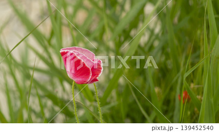 poppy 139452540