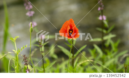 poppy 139452542