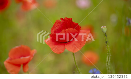 poppy poppy 139452551