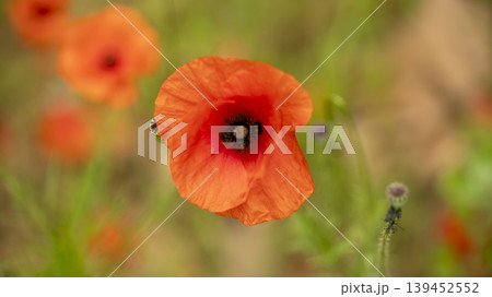 poppy poppy 139452552