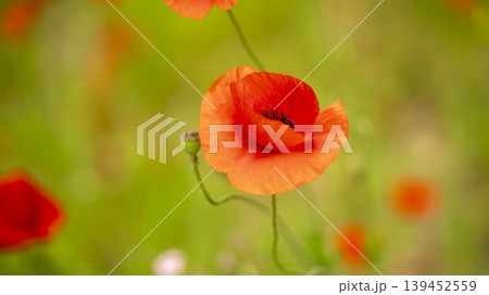 poppy 139452559
