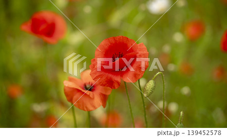 poppy poppy 139452578