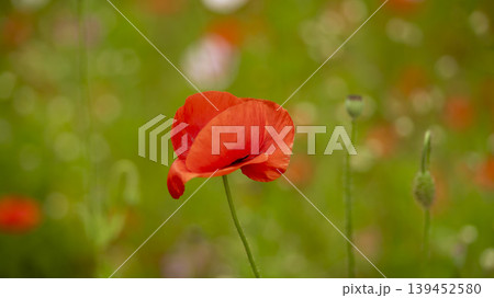 poppy poppy 139452580