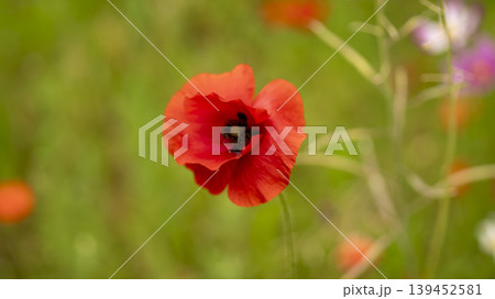 poppy poppy 139452581