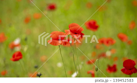 poppy 139452583