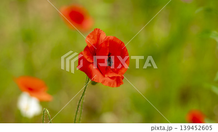 poppy 139452605