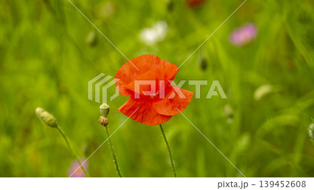 poppy poppy 139452608