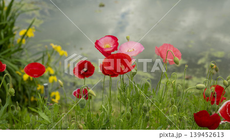 poppy 139452613