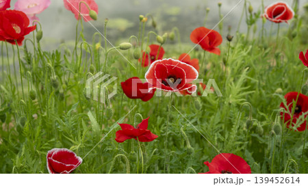 poppy 139452614