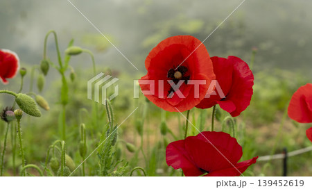 poppy 139452619