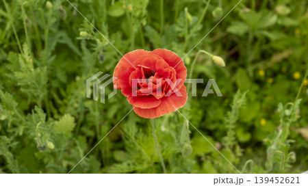poppy 139452621