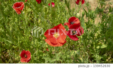 poppy poppy 139452630