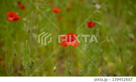 poppy 139452687