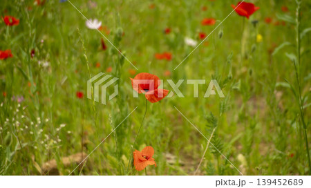 poppy 139452689