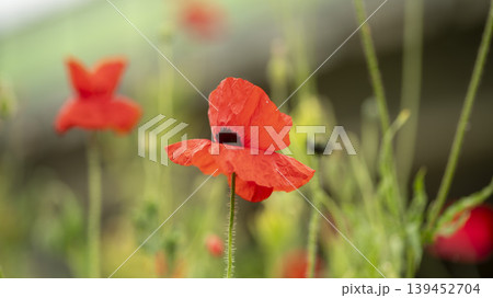 poppy poppy 139452704