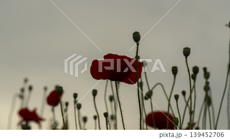 poppy 139452706