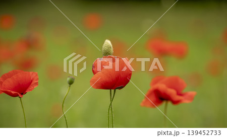 poppy poppy 139452733