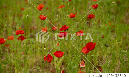 poppy poppy 139452740