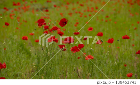 poppy 139452743