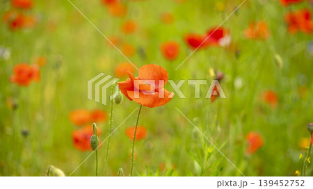 poppy poppy 139452752