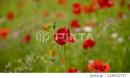 poppy poppy 139452757