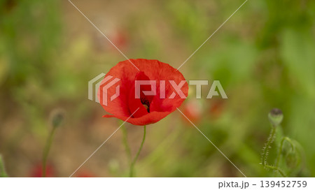 poppy poppy 139452759