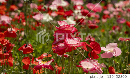 poppy poppy 139452800