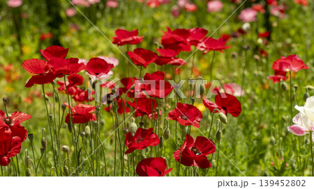 poppy poppy 139452802