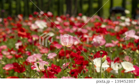 poppy 139452807