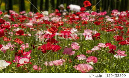 poppy 139452809