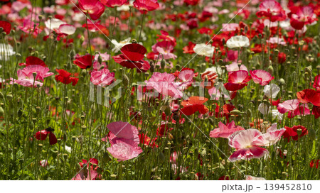 poppy 139452810