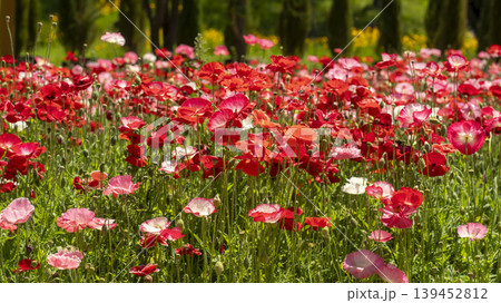 poppy 139452812
