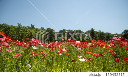 poppy poppy 139452815