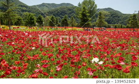 poppy 139452829