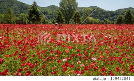 poppy poppy 139452841