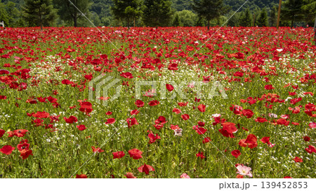 poppy poppy 139452853