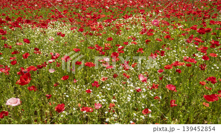 poppy poppy 139452854