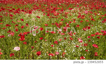 poppy poppy 139452855