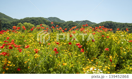 poppy 139452868