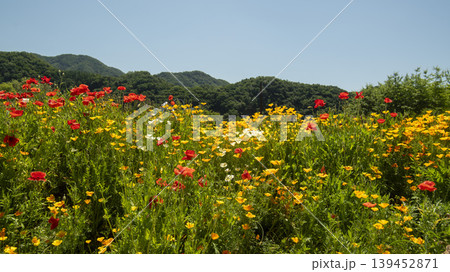 poppy poppy 139452871