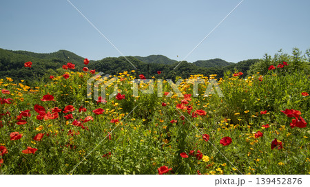 poppy 139452876
