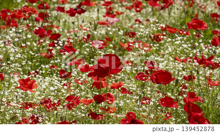 poppy poppy 139452878