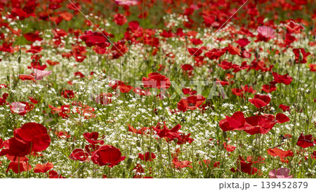 poppy 139452879