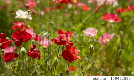 poppy poppy 139452890