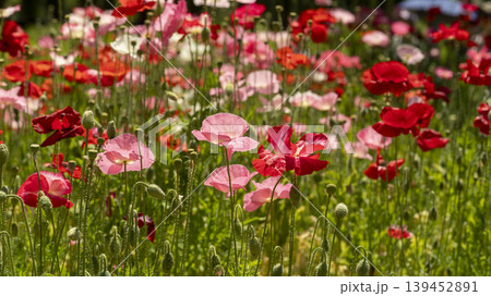 poppy poppy 139452891
