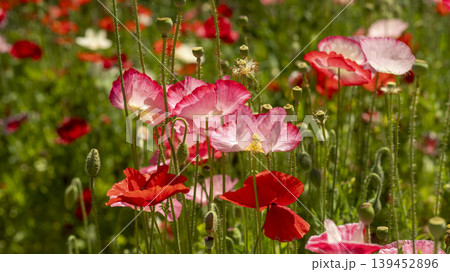 poppy poppy 139452896