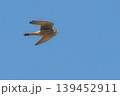 繁殖地にやって来たチョウゲンボウの雄 139452911